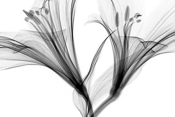 mathew-schwartz-3SWQCLmxH1U-unsplash